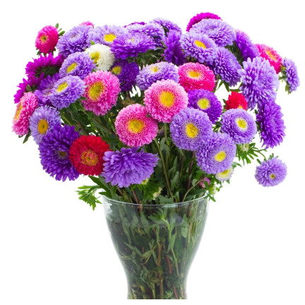 R0371 ZWERG-ASTER-MIX 1G SAMEN SAATGUT-MIX ASTRA FÜR BLUMENBEETE