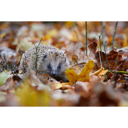 Food for wild hedgehogs, complete feed mix, high in protein, Turdus 500g