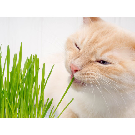 Cat grass, grass seed mix, Kici Mix, Toraf 30g