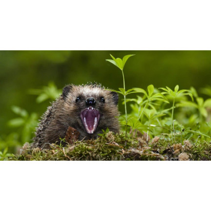 Food for wild hedgehogs, complete feed mix, high in protein, Turdus 500g