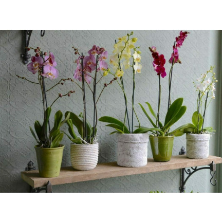 BIO8 NATÜRLICHES ORCHIDEENZUCHTMEDIUM 3L BIOVITA