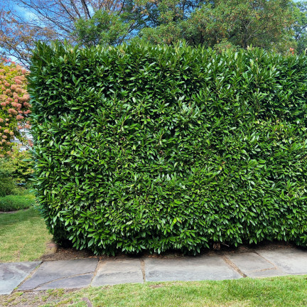 SUM76 Fertilizer for cherry laurel, multi-component fertilizer for shrubs and hedges, 1 kg