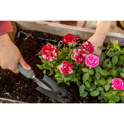 Zemina pro růže, médium pro přesazování květin, specializované, s perlitem, Biovita 20l