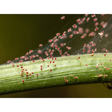 SUM45 INSEKTIZID ORTUS 05 SC 15ML FÜR SPINNMILBENBESPRÜHUNG
