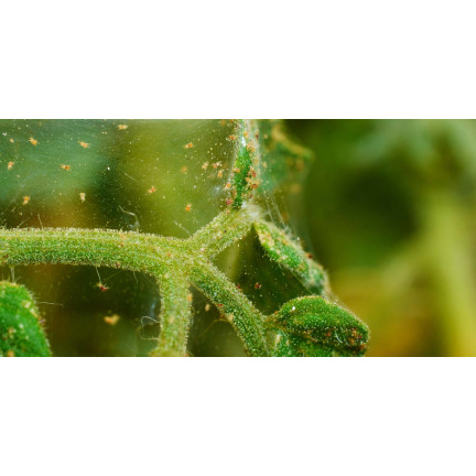 SUM45 INSEKTIZID ORTUS 05 SC 15ML FÜR SPINNMILBENBESPRÜHUNG