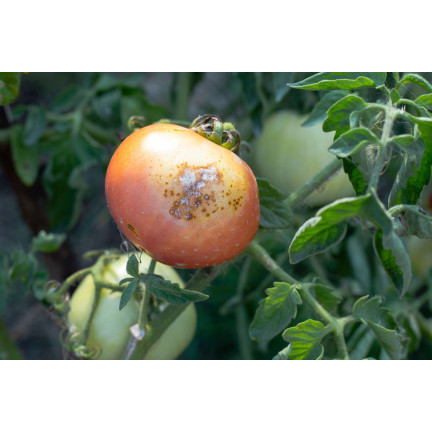 Organic seed treatment, natural, rich formula, Power Seed, 5g