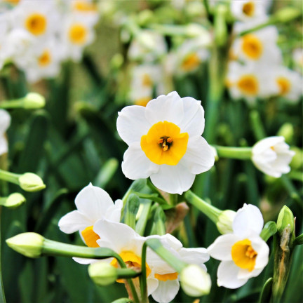 Narcyz botaniczny polski Canaliculatus, cebulki kwiatowe, 50szt. cebulek