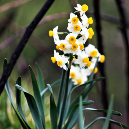 Narcyz botaniczny polski Canaliculatus, cebulki kwiatowe, 50szt. cebulek