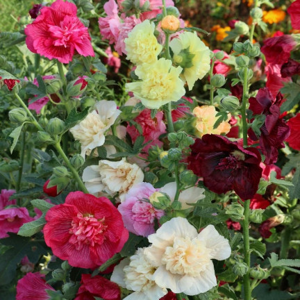 R2825 GARTENMALVE VOLLMISCHUNG 1G MALVENSAMEN