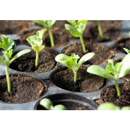 TG67369 KVĚTINÁČE PRO SAZENICE KULATÉ 9CM 100KS