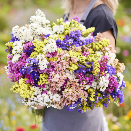 R2528 ROCKSPRING MIX OF UNIQUE COLORS BLUMENSAMEN FÜR TROCKENSTRÄUSSE