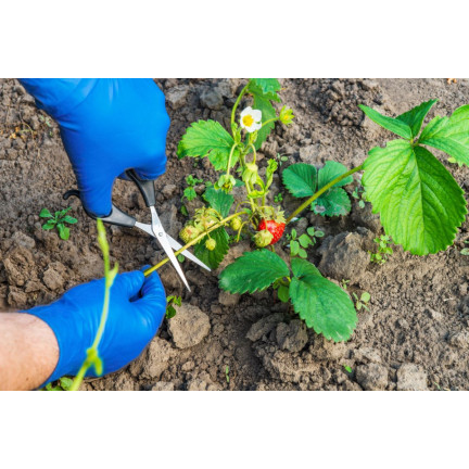 SUM28 SUMIN Multiroots Bewurzelungsmittel für Stecklinge und Zwiebeln von Zierpflanzen 100 ml