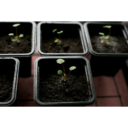 TG67330 P7 VÝROBNÍ KVĚTINÁČE PRO VÝSADBU SAZENIC PLODIN 12KS/KPL