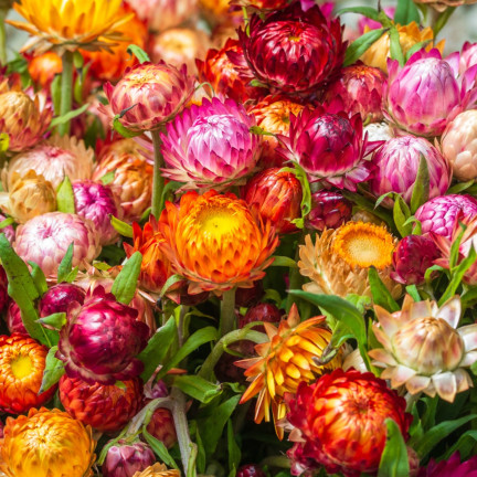 R0715 GARTEN GEISSBLATT MIX 0.5G GEISSBLATT SAMEN