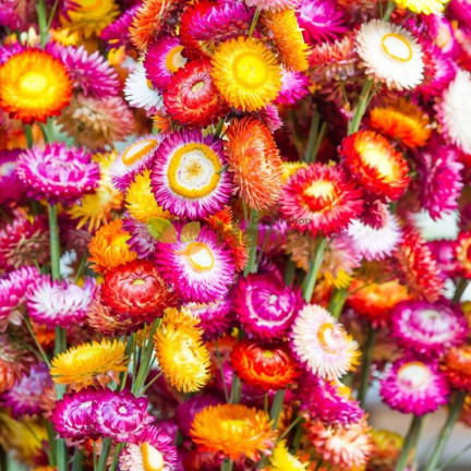 R0715 GARTEN GEISSBLATT MIX 0.5G GEISSBLATT SAMEN