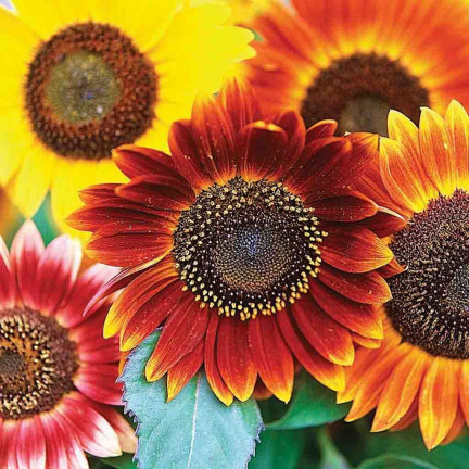 R4232 Ornamental Sunflower Mix (multi-stemmed), 2 g seeds, annual honey plant