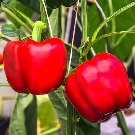 W1135 KALIFORNIEN WUNDER ROTE SÜSSE SALATPAPRIKA SAMEN 0.5G