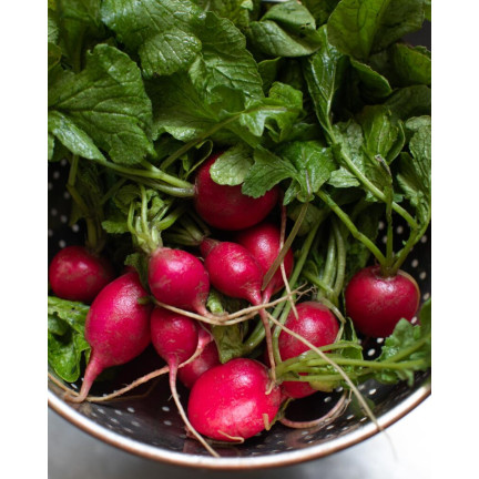W1194 RADIESCHENSAMEN CARMEN ROT FRÜH MILD NICHT GESCHÄLT 10G
