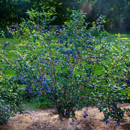 SUM80 Soluble Blueberry Fertilizer 