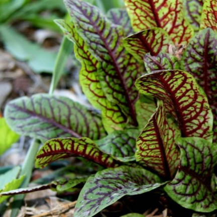 Z3033 Blood sorrel, ornamental and edible perennial, rich in beta-carotene (Rumex sanguineus)