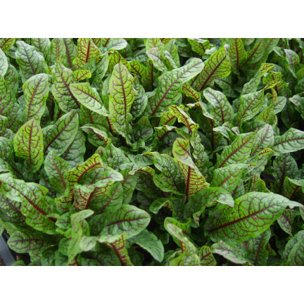 Z3033 Blood sorrel, ornamental and edible perennial, rich in beta-carotene (Rumex sanguineus)