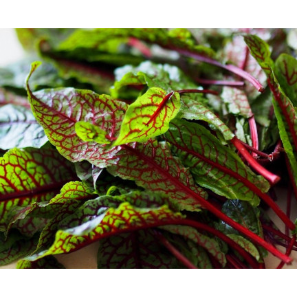 Z3033 Blood sorrel, ornamental and edible perennial, rich in beta-carotene (Rumex sanguineus)