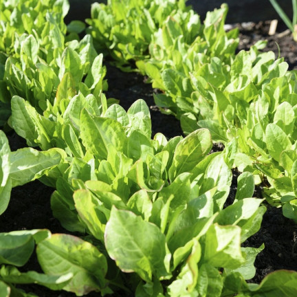 W1232 SZCZAW NASIONA WIELOLETNI WITAMINY ŻELAZO POTAS MROZOODPORNY 3G