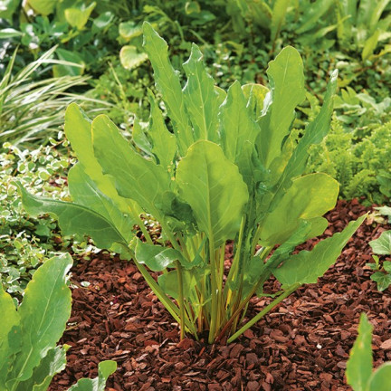 W1232 SZCZAW NASIONA WIELOLETNI WITAMINY ŻELAZO POTAS MROZOODPORNY 3G