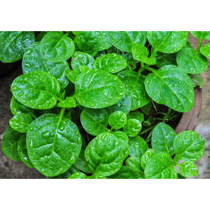 W1284 SZPINAK MALABARSKI PNĄCY jadalny ozdobny leczniczy chrupiący