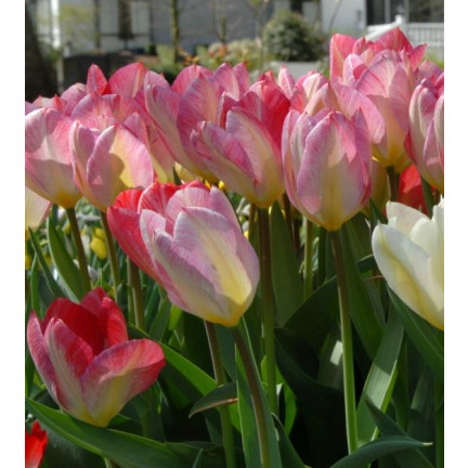 CEB4 TULIP FLAMINGO PURISSIMA BLUMENZWIEBEL 50 STÜCK.