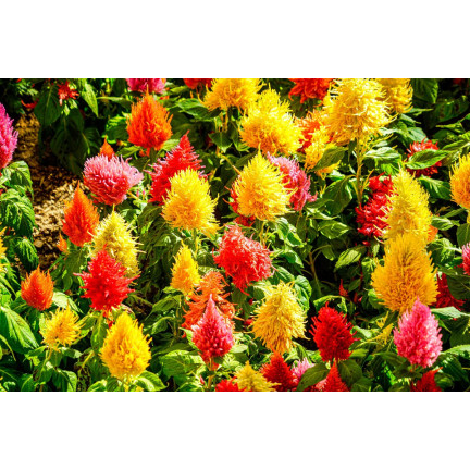 R2067 CELOZJA PIERZASTA MIX Kolorowe kwiaty Pióropusze MIESZANKA DEKORACJA ogród