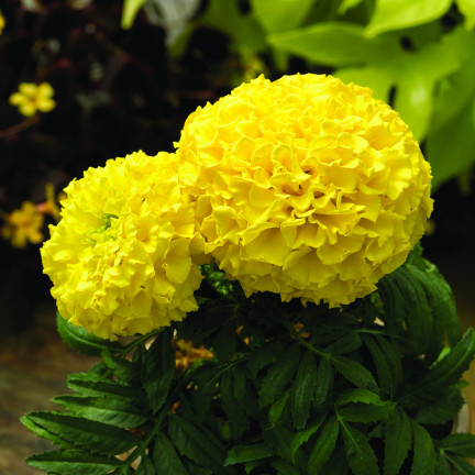 Large-flowered Tagetes 'Moonlight', Tagetes flower seeds, edible flowers, 1 g