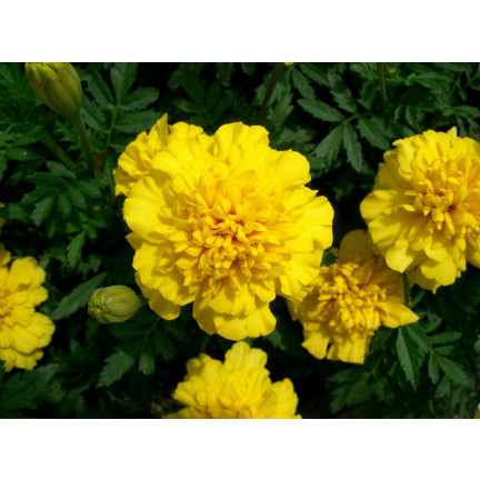 R2005 GYPSY SUNSHINE NIEDRIG GELB SAMTENE SAMEN 1G