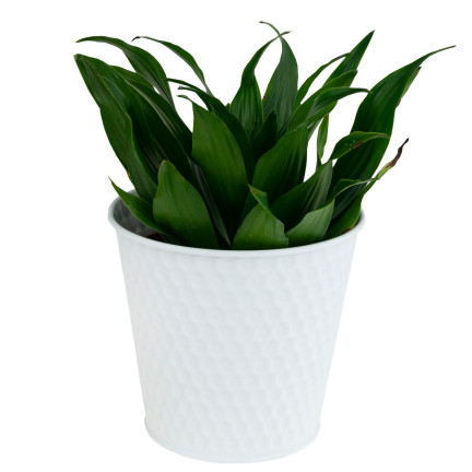 TG63222-1 BLUMENTOPFDECKEL AUS METALL WEISS