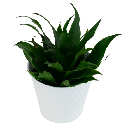 TG63222-1 BLUMENTOPFDECKEL AUS METALL WEISS