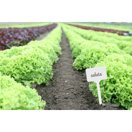 TG67651 PFLANZENKENNZEICHNUNGSETIKETTEN SÄMLINGSANHÄNGER 50STK/KPL