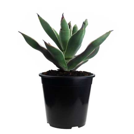 TG72941 VÝROBNÍ KVĚTINÁČ P24 7,5L KULATÝ KVĚTINÁČ S OKRAJEM 24X24CM