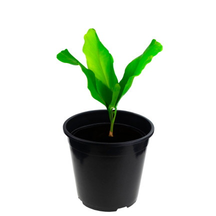 TG72941 VÝROBNÍ KVĚTINÁČ P24 7,5L KULATÝ KVĚTINÁČ S OKRAJEM 24X24CM