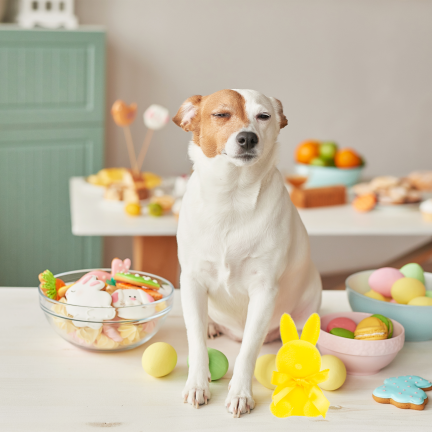 TG80610-3: Flocked Easter bunny in yellow with a satin bow