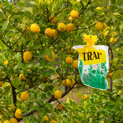 TG81370 Disposable Plastic Hanging Pheromone Insect Trap