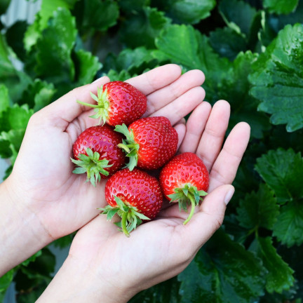 Organic fertilizer for strawberries and raspberries, natural, organic, granules, Biovita, 3 kg