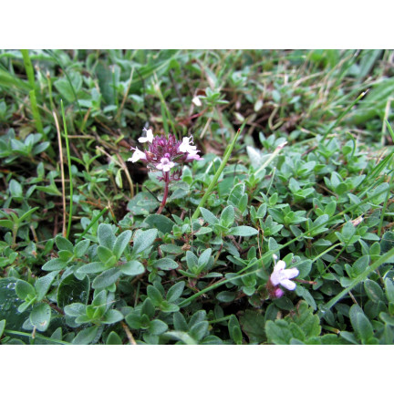 Z3035 TYMIÁN SPRÁVNÁ SEMENA BYLIN KOŘENÍ AROMATICKÉ 0,3G
