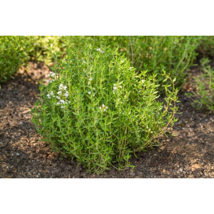 Z3035 TYMIÁN SPRÁVNÁ SEMENA BYLIN KOŘENÍ AROMATICKÉ 0,3G