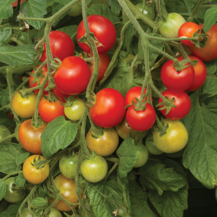 W5222 KIRSCHTOMATEN BAJAJA 0.3G TOMATENSAMEN KIRSCHTOMATEN FÜR DEN BALKON