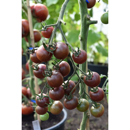 W9558 ČERNÁ CHERRY RAJČATA VYSOCE MLETÁ 0,3 G SEMEN RAJČAT