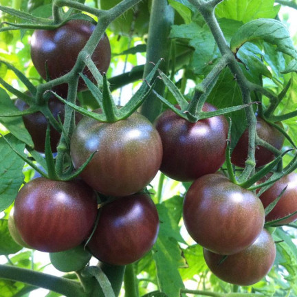 W9558 ČERNÁ CHERRY RAJČATA VYSOCE MLETÁ 0,3 G SEMEN RAJČAT