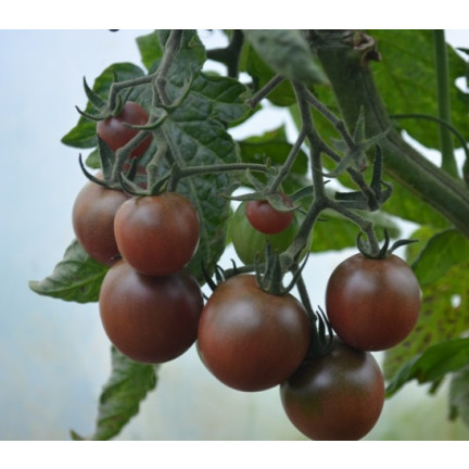 W9558 ČERNÁ CHERRY RAJČATA VYSOCE MLETÁ 0,3 G SEMEN RAJČAT