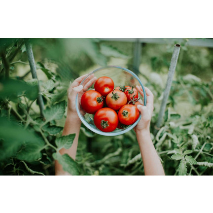 SUM79 Organic Fertilizer for Tomatoes and Vegetables, Sumin Organic, 1 kg, Organic Granules