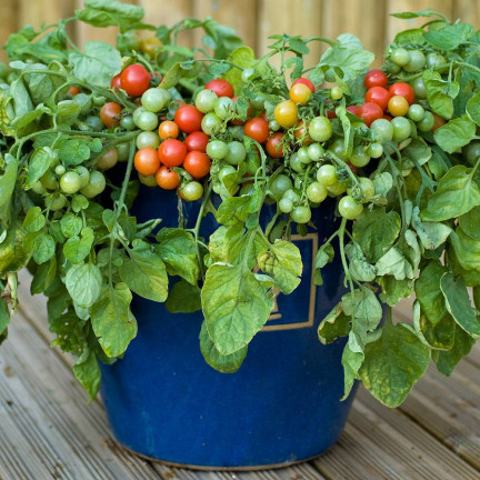 W5222 KIRSCHTOMATEN BAJAJA 0.3G TOMATENSAMEN KIRSCHTOMATEN FÜR DEN BALKON