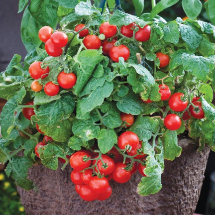 W5222 KIRSCHTOMATEN BAJAJA 0.3G TOMATENSAMEN KIRSCHTOMATEN FÜR DEN BALKON